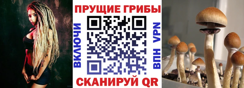 Псилоцибиновые грибы мухоморы  купить наркотики цена  дарк нет официальный сайт  Сосновоборск  mega  